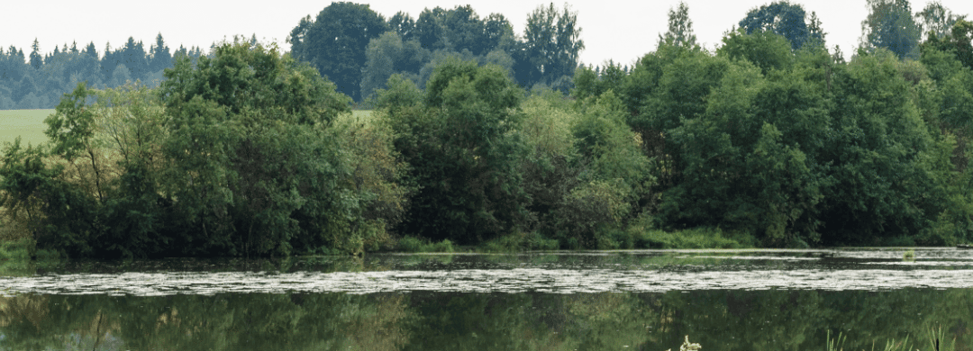 rivier met bomen